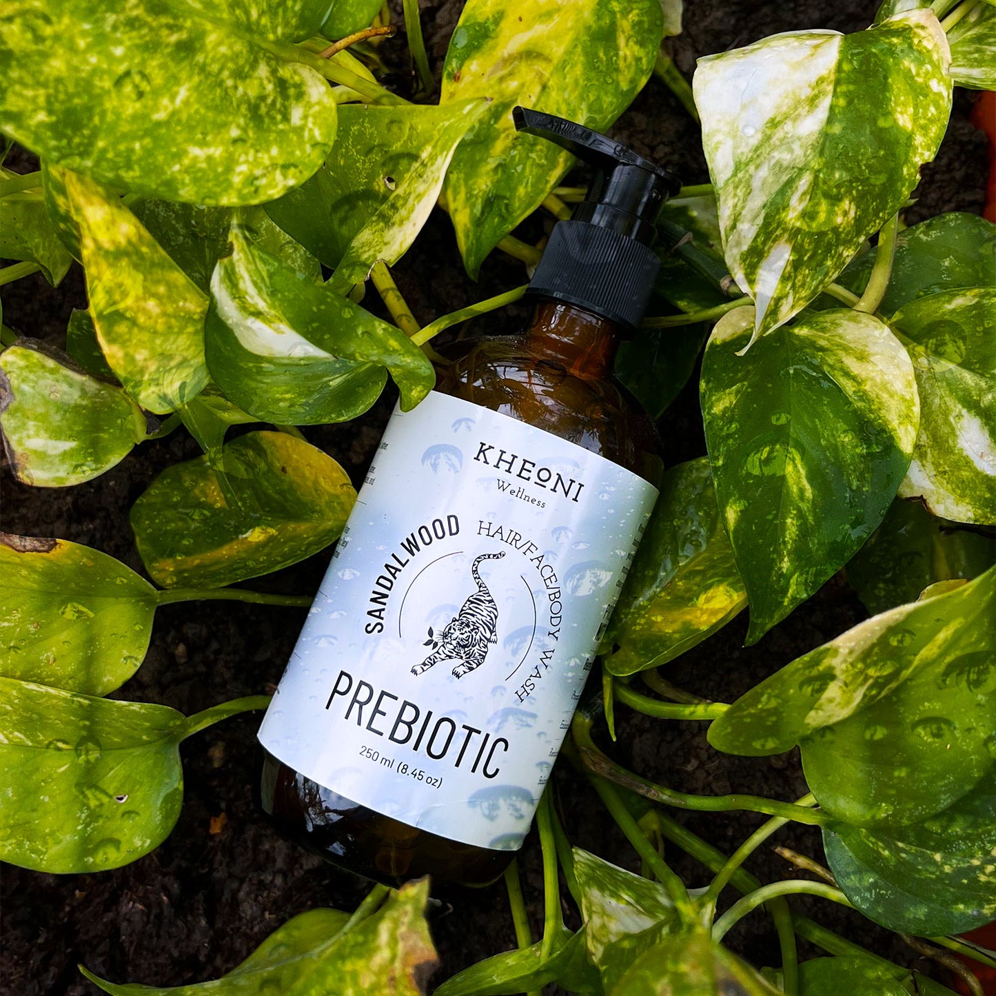 Prebiotic Sandalwood | Herbal Shampoo for Hair Fall | 3-in-1 Hair, Face & Body Wash