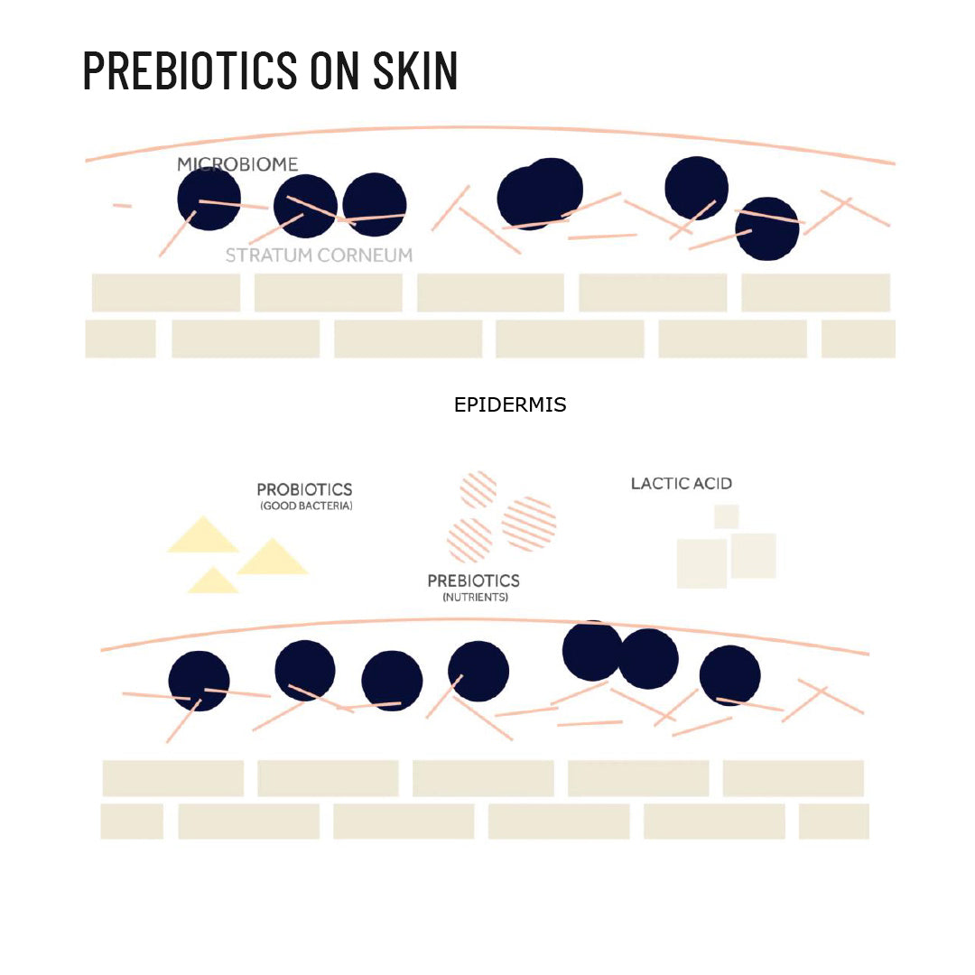 Prebiotic Hand & Body Wash