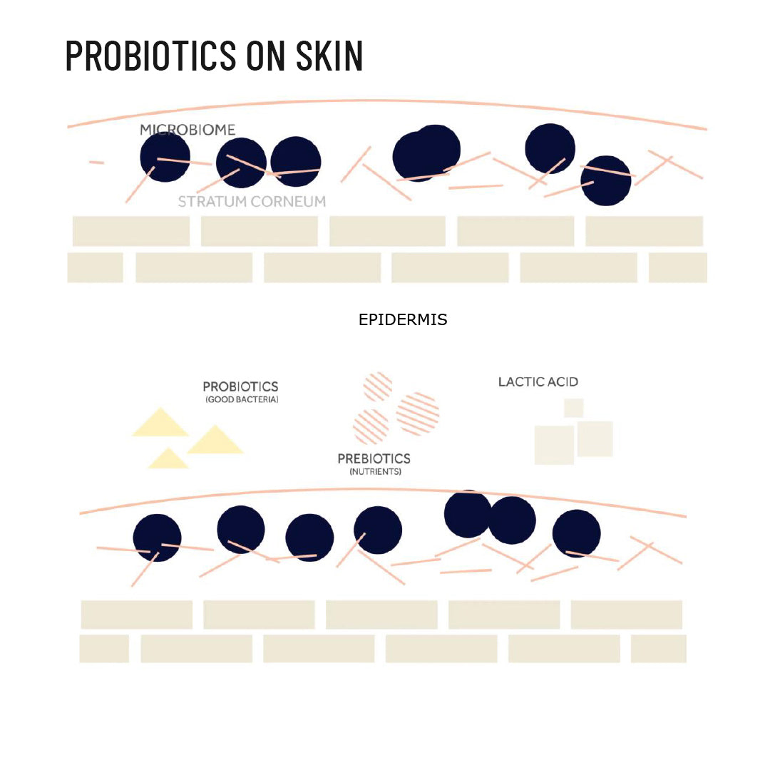 Probiotic Sandalwood Body Lotion