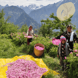a group of people picking flowers in a field