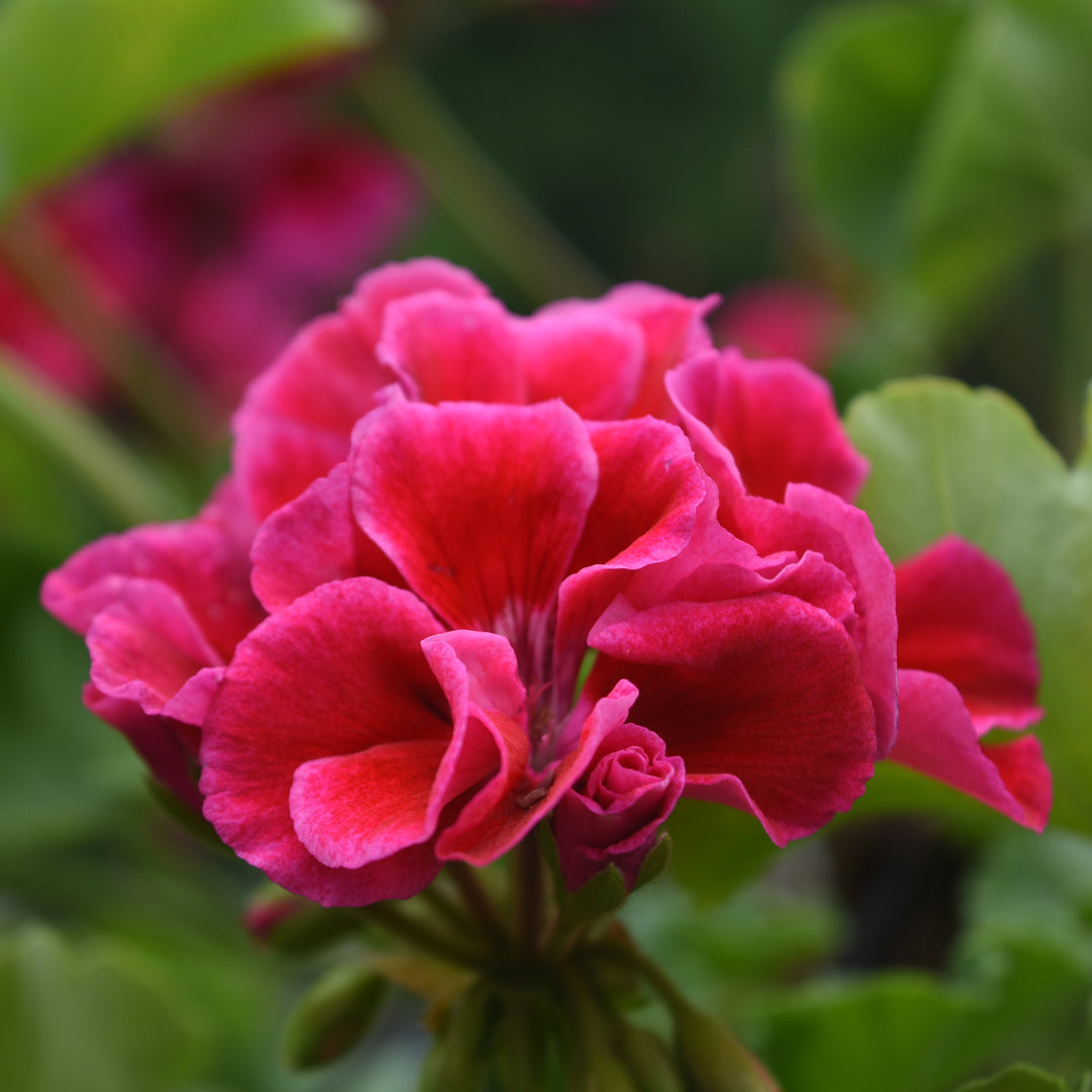 Geranium Hydrosol