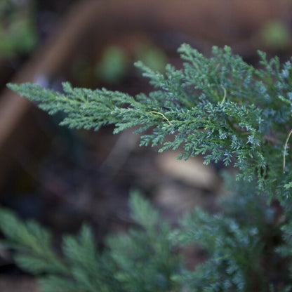 Juniper Leaf Hydrosol | Without Wooden Box